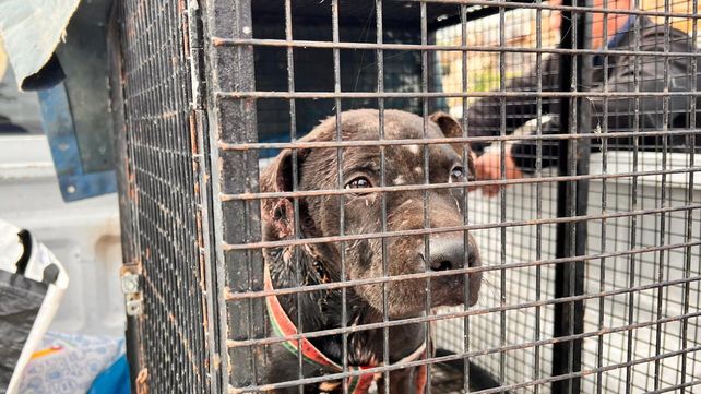 El perro fue encontrado en muy mal estado