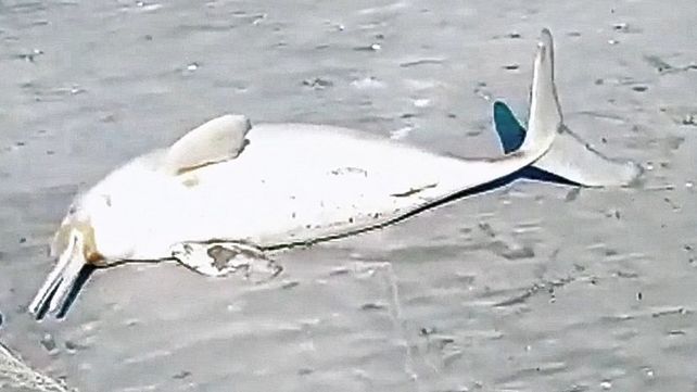 Un delfín Franciscana agoniza en la playa luego de ser pescado por el hombre
