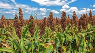 Fuerte repunte del sorgo en Entre Ríos en la campaña 2024/25