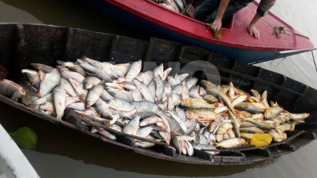 Depredadores del río: secuestraron 738 piezas vedadas y fuera de medida