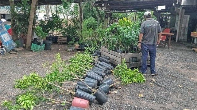 Lucha contra el HLB: Destruyeron más de 300 plantas cítricas sin documentación