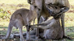 La imagen de un canguro intentando revivir a su compañera se hizo viral