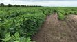 Cambio de clima: volvió el agua pero faltan los precios