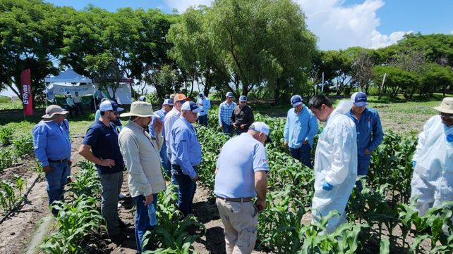 México, un mercado clave en bioinsumos