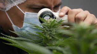 El LIF, Laboratorio Industrial Farmacéutico comenzó a procesar sus cultivos de Monte Vera y entregar aceite de cannabis a pacientes del sistema público de salud y afiliados al Iapos.&nbsp;