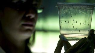 La provincia recomienda que, después de la lluvia, se tomen medidas contra el dengue