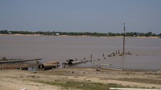 Las cianobacterias aparecieron nuevamente en el Paraná a la altura de Rosario y la región.