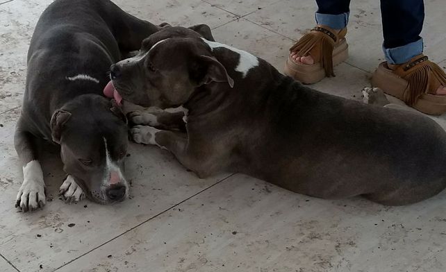 Dos organizaciones denuncian discriminación hacia dos pitbull en un country