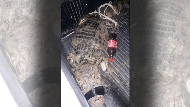 Un yacaré de importantes dimensiones fue encontrado por un niño
