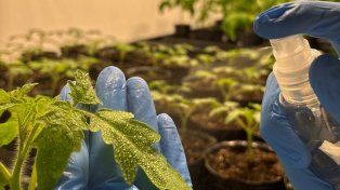 &nbsp;Las biotech rosarinas hacen pie en el mundo con soluciones de vanguardia y enfocadas en brindar eficiencia al agro.