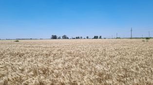 El agro argentino avanza con buenas perspectivas: soja, maíz y trigo muestran solidez pese a la volatilidad global