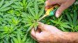 Cannabis: el rol clave de los grow shop en la cultura del cultivo responsable