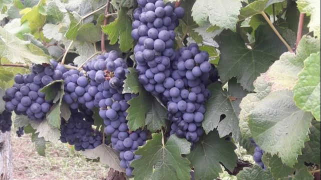 Vinos con terruño y memoria santafesina