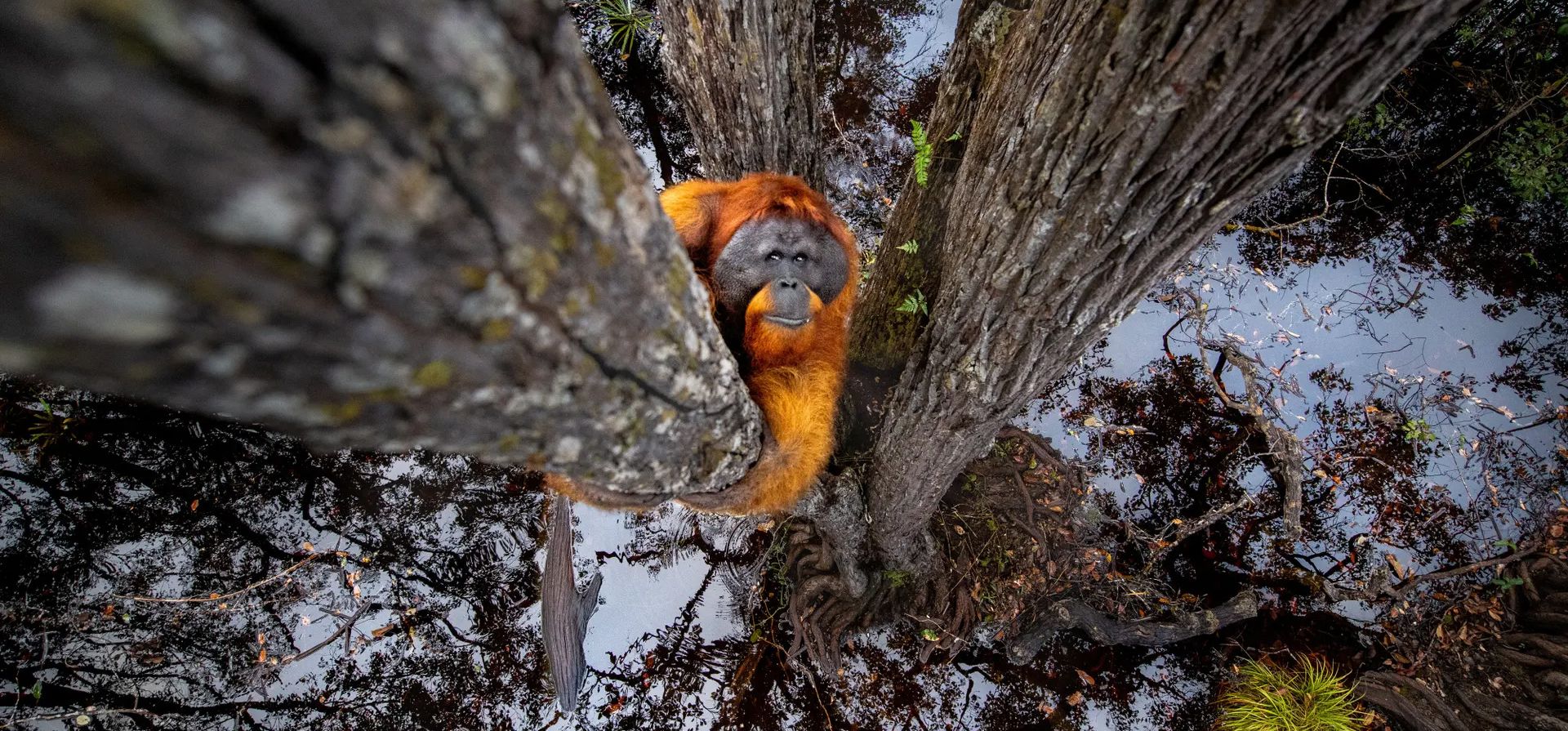 Una rara vista de un orangután trepando a un árbol. La imagen ganó el cuarto premio en la categoría de naturaleza del Hamdan International Photography Award, Borneo, Indonesia. Fotografía: Thomas Vijayan/HIPA/SWNS