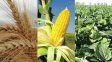 Entre Ríos: soja, maíz y trigo concentraron más del 90% del área agrícola en 27 campañas.