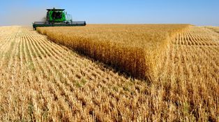La cosecha de trigo fue récord en la campaña 2025/26. El aumento del costo de los fertilizantes afecta la previsión de siembra para el próximo ciclo.
