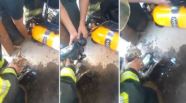 bomberos gato video