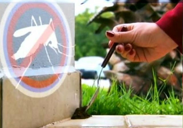 Recomiendan la borra de café para combatir el dengue