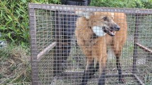 El animal fue rescatado y liberado en Andino.&nbsp; 