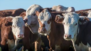 Breves de la agenda agropecuaria