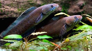 Un grupo de científicos descubrió más de 200 especies en el Himalaya oriental
