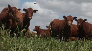 Four men were convicted of cattle rustling 73 head of cattle