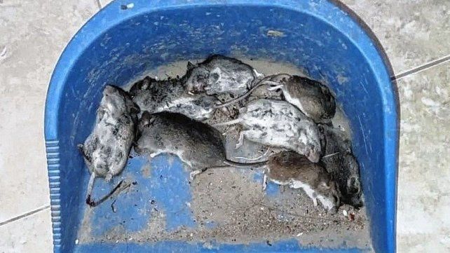 Se encuentran entre 20 y 30 ratas muertas por día. Crédito: ReconquistaHoy