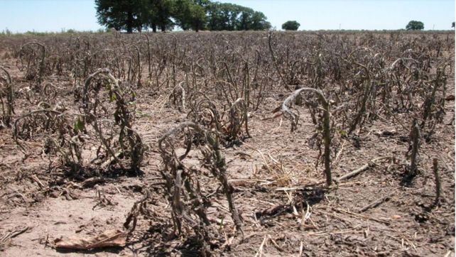 Herbicidas: el doble golpe, una costumbre con altos riesgos