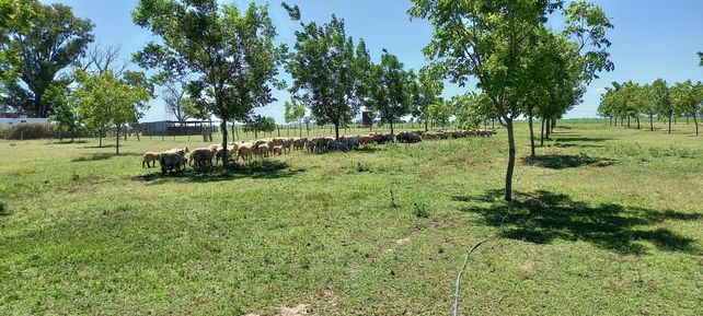 La producción de nuez pecán puede combinarse con silvicultura ovina.&nbsp;