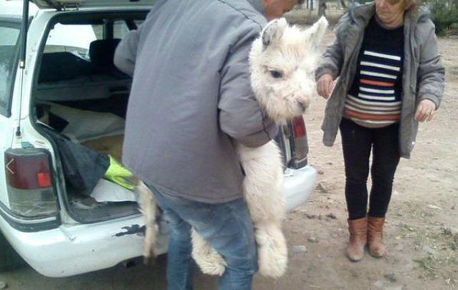 Recuperaron en Córdoba dos llamas que eran transportadas en un baúl