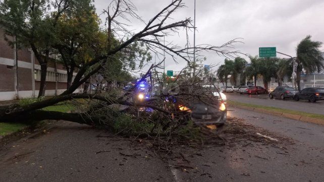 Un árbol se cayó sobre un auto que espera por el semáforo en Iturraspe y López y Planes