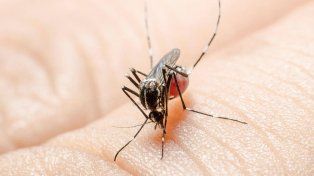 La directora de Epidemiología del hospital Delicia Masvernat indicó que, de las muestras enviadas a analizar, no se han confirmado casos de dengue en Concordia&nbsp;