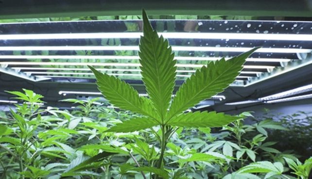 cannabis. Investigadores lo emplean en terapias contra las drogas.