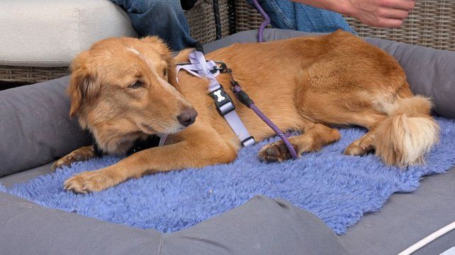 Una perrita perdida recorrió 160 kilómetros y fue rescatada en un lago