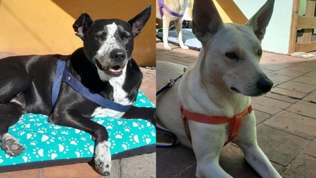 Buscan un hogar de tránsito para los dos perros del “Gitano”