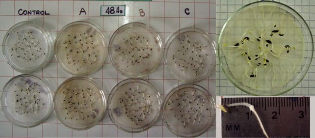 Con cáscaras de maní y arroz lograron producir insumos sustentables para el agro