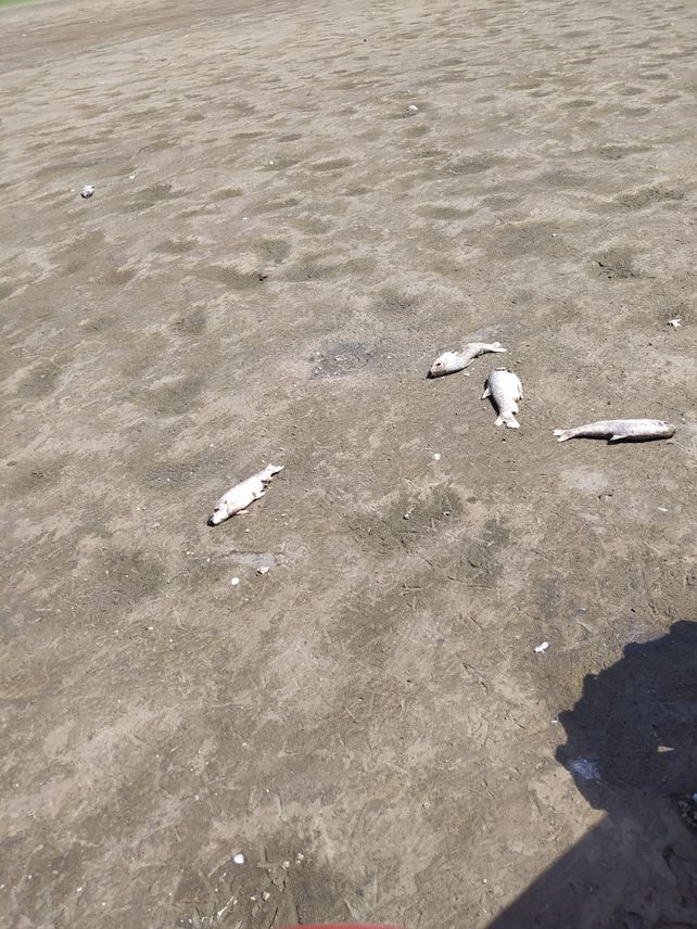 Peces muertos sobre el fondo seco de la laguna Del Plata, en la localidad de Vera y Pintado del norte santafesino.