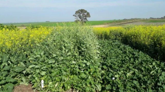 Durante el primer Simposio de Brassicas celebrado en Paraná