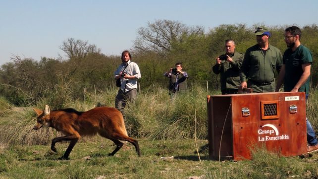 La emocionante liberación de animales en una reserva del norte provincial (VIDEOS)