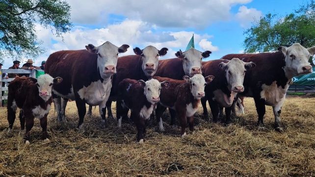 Las exportaciones de carne alcanzaron a 935.261 toneladas en 2024