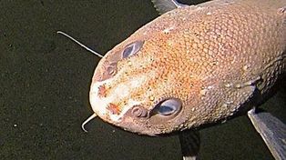Hallan nuevas especies marinas en el océano Pacífico