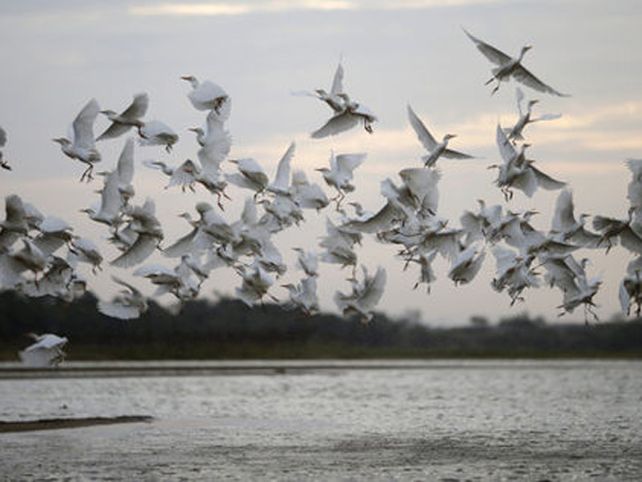 Simulador de vuelo crea sensación de ser pájaro