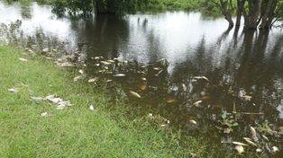 Recomiendan manejo sustentable para mitigar la mortandad de peces