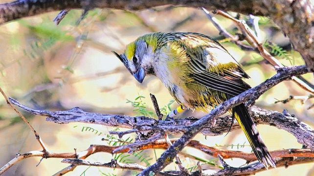 Los cardenales amarillos es Monumento Natural Provincial desde 2002