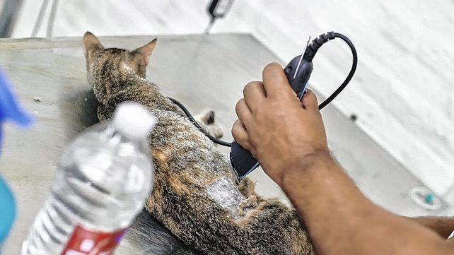 Castración gratuita de animales en Santa Fe