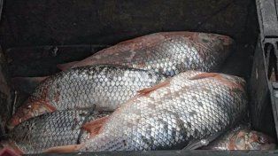 En los últimos cuatro años creció la exportación de sábalos