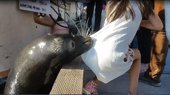 La imagen del momento en el que el lobo marino ataca a la menor.
