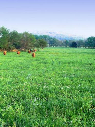 Preocupan los efectos de las plantas tóxicas en el ganado ante la expansión de la frontera agrícola