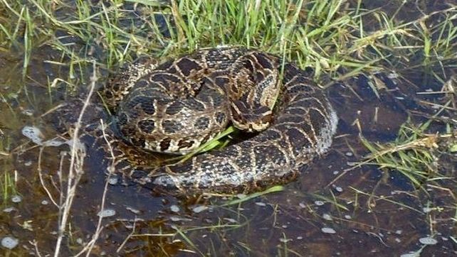 Las mordeduras de serpientes matan a 100 mil personas al año.