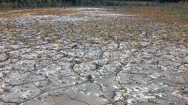 Bajante: grupo de canotaje cruzó el río Paraná caminando